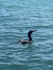 cormorant