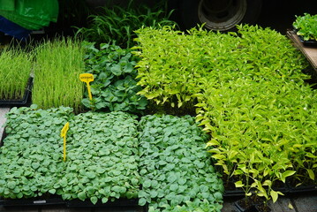 Various household items displayed at a Korean traditional market