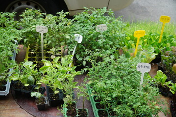 Various household items displayed at a Korean traditional market