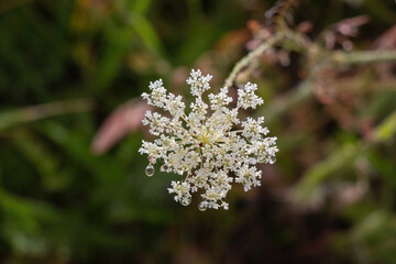 fleurs d'été en bordure des champs