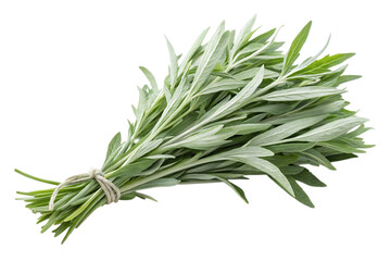 Fototapeta premium Freshly harvested natural sage herb bundle, tied with twine, ready for culinary or medicinal use, bringing organic freshness