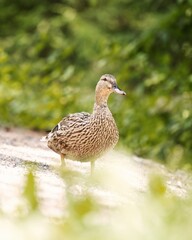 Female mallard duck standing on gravel with green forest background