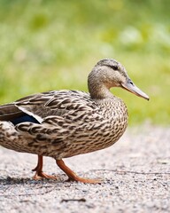 Female mallard duck standing on gravel with green forest background