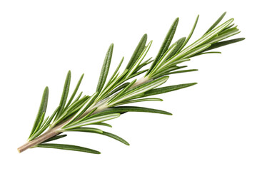 Fototapeta premium Fresh aromatic rosemary herb sprig for culinary use and natural wellness, vibrant green detail