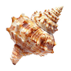 Fototapeta premium Close-up of a spiral seashell, showcasing intricate patterns and textures (1)