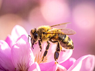 Honeybee Pollinating a Pink Flower