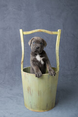 Adorable Cane Corso puppy dog with blue eyes and floppy ears standing upright in a bucket prop in a...