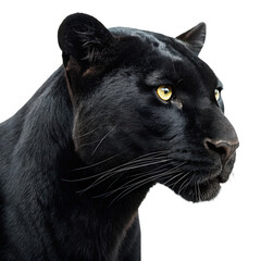 black panther head portrait side profile view on isolate png panther profile headshot PNG big cat silhouette PNG wildlife portrait isolate png transparent background image
