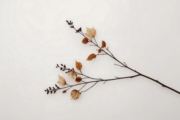 Minimalist botanical still life of a single dry autumn branch with fall leaves isolated on a plain white background.