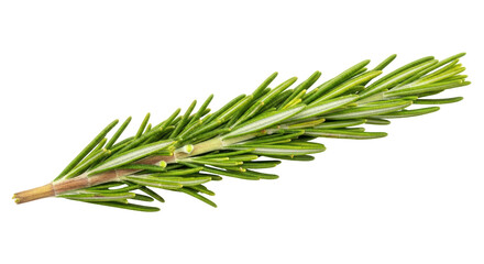 Fototapeta premium Isolated Rosemary Sprig