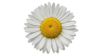 Isolated White Daisy Flower