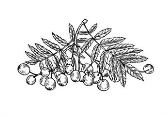 Rowan berries cluster with leaves on branch vector isolated illustration. Hand drawn monochrome mountain ash berry etching drawing. Autumn harvest for seasonal designs, herbal medicine packaging.