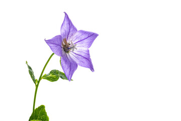Delicate flower of the bellflower with expressive veins of the petals