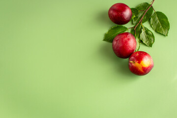 Three juicy plums with a blush close-up on the table