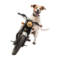 Cute puppy terrier dog on a toy motorcycle