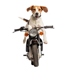 A brown and white beagle puppy sits on a white background next to a red motor scooter
