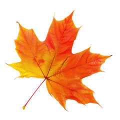 Obraz premium Vibrant autumn maple leaf (13)