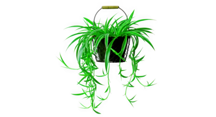 Lush green spider plant with long cascading leaves hanging in a pot isolated on transparent background