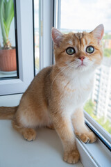 British Golden Chinchilla looking out of the window at birds on a sunny day