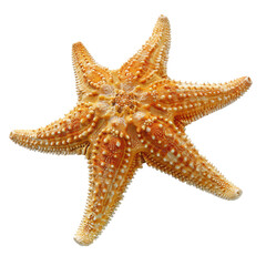 Close-up of a starfish, light orange color