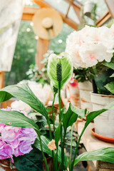 blooming peace lily with white spadix in floral greenhouse for indoor plant and wellness