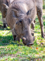 This is how warthogs feed. Here is a cute, very young warthog (Phacochoerus africanus).