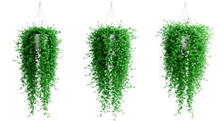 Three lush green hanging plants with cascading vines isolated on transparent background