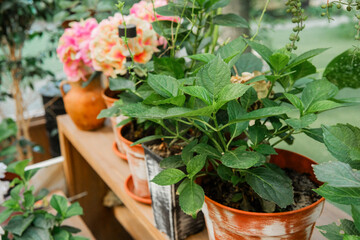Hydrangea macrophylla in terracotta pot for potted plant styling and home gardening