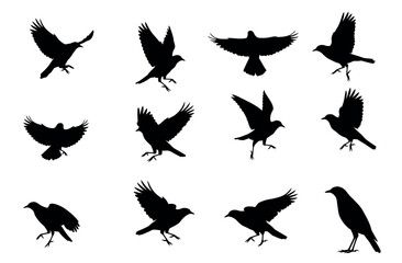 Silhouette collection of numerous black birds in various flight positions, isolated on white background.