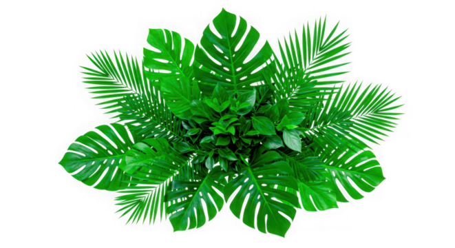 A lush arrangement of various tropical green leaves isolated on transparent background