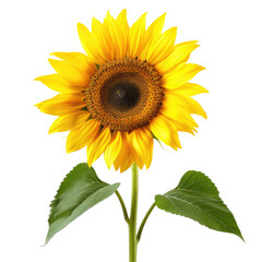 Fototapeta premium Close-up of a vibrant sunflower with yellow petals and a dark center. Green leaves and stem