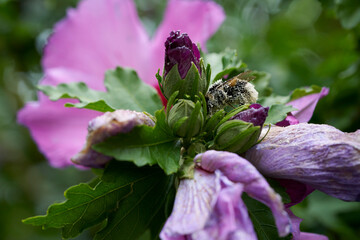 hibiskusblüte mit Biene