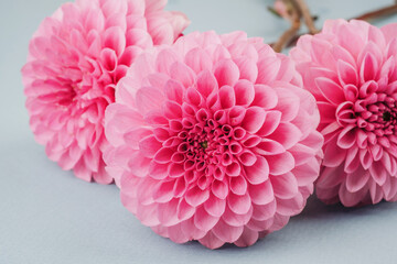 Cluster of pink dahlias with green leaves on blue background for botanical bouquet and floral...