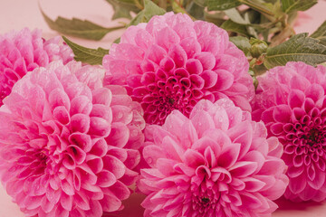 Closeup of blooming pink dahlias for botanical romance and floral beauty
