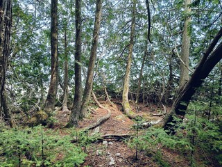 Daytime Forest with Thin Trees and Curved Roots
