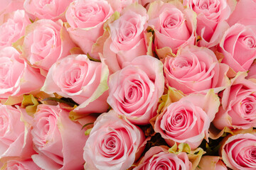 Bouquet of fresh pink roses with green edges for romantic floral design and celebration greeting card