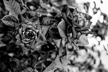 Black and White Flowers in Garden