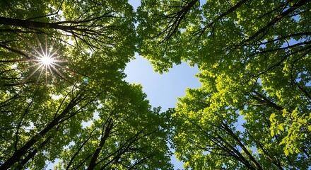 Obraz premium Sunlight filters through lush green forest canopy towards the sky