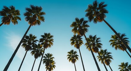 Tall palm trees reaching towards a clear blue sky