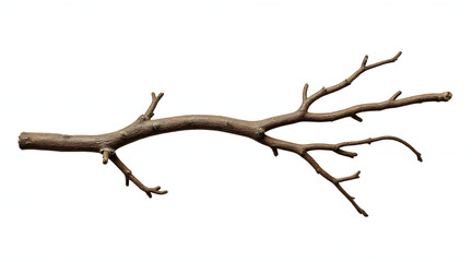 Obraz premium Small twisted dry twig with offshoot branches isolated on white background showing natural texture and shape in detail