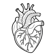 Anatomical human heart Vector Illustration