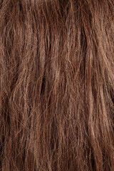Naklejka premium brunette hair, brown long dull tangled dry hair with split ends, macro hair texture, hair in the “before” condition