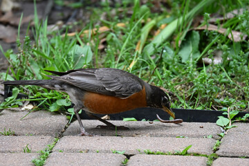 Bird eats worm 