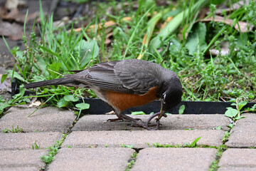 bird on the grass with worm