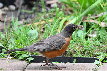 Bird and Worm