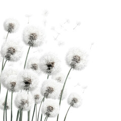 A cluster of dandelion seed heads