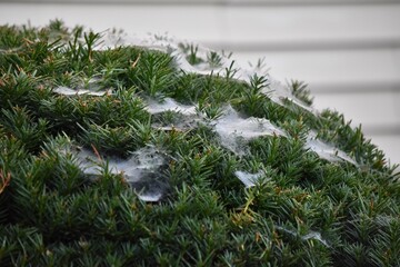 spider webs on green shrub