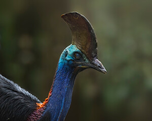 Cassowary