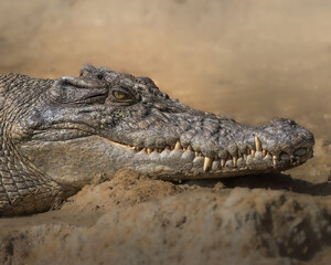 Saltwater Crocodile