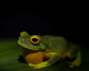 Tree Frog